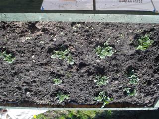 Potatos Growing in holder